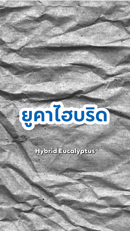 ยูคา ไฮบริด