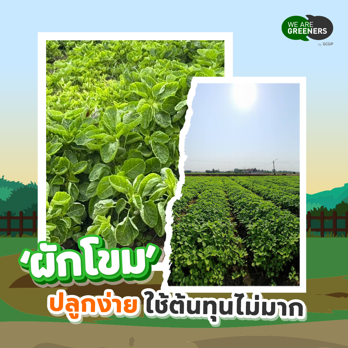 ผ้กโขม1