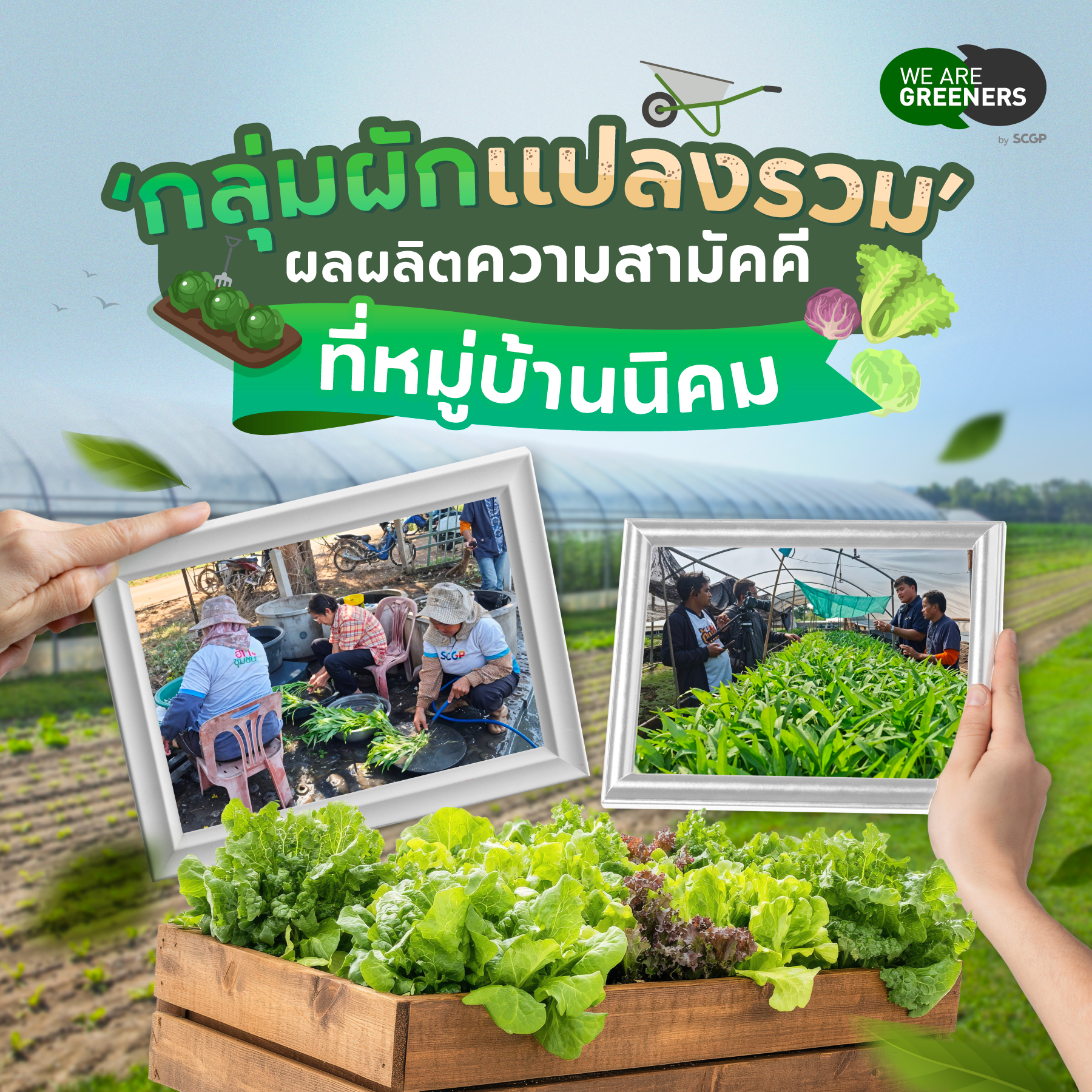 ผักแปลงรวม