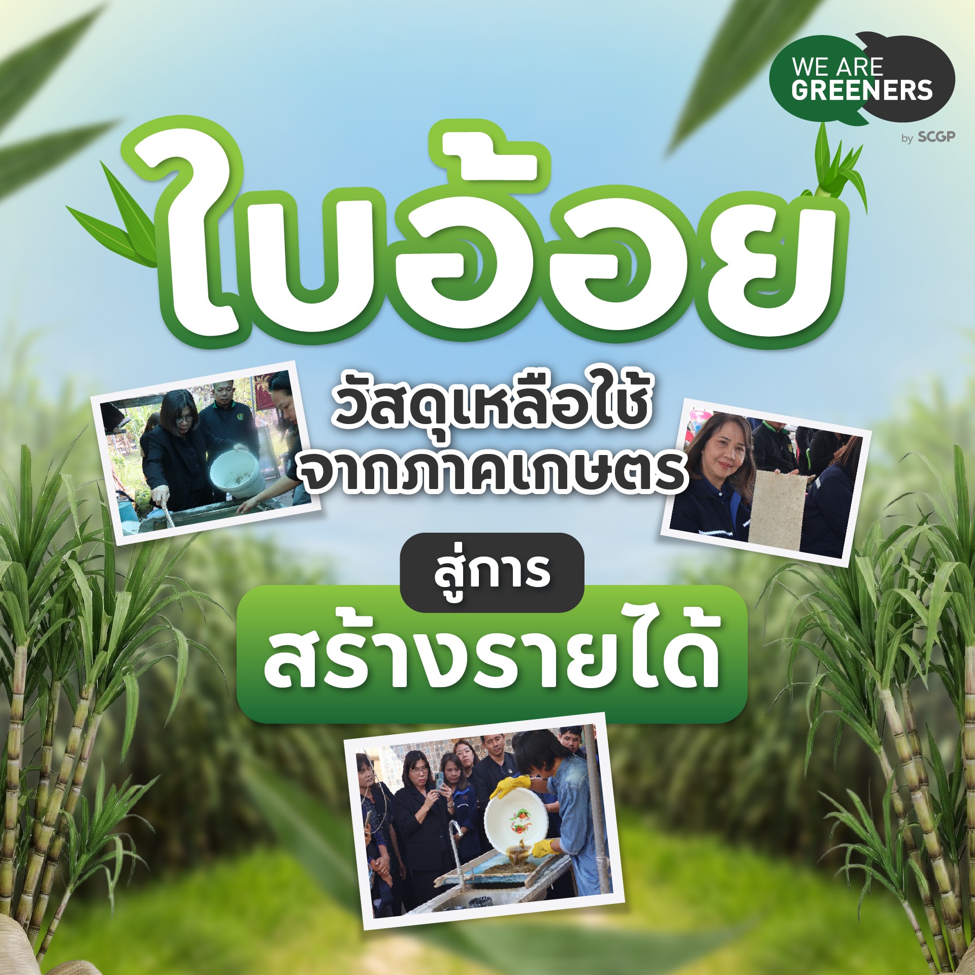 ใบอ้อย กระดาษ