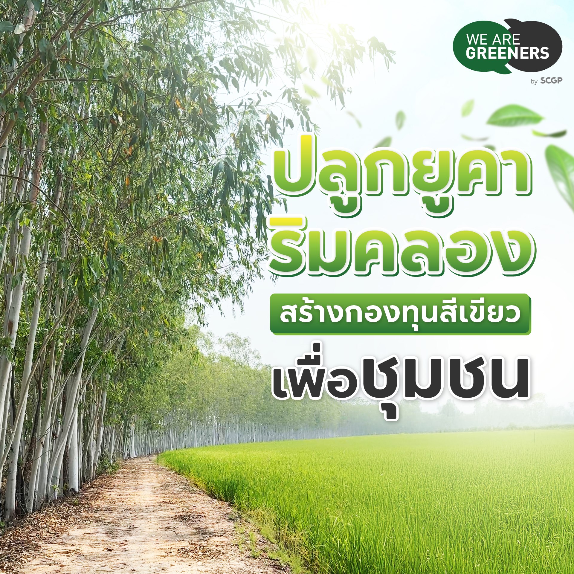 ปลูกยูคาริมคลอง