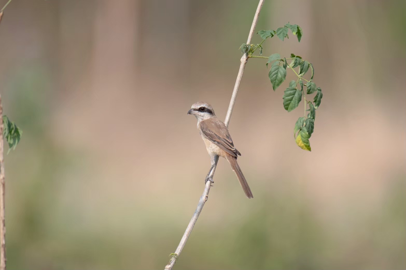 International Day for Biological Diversity EN