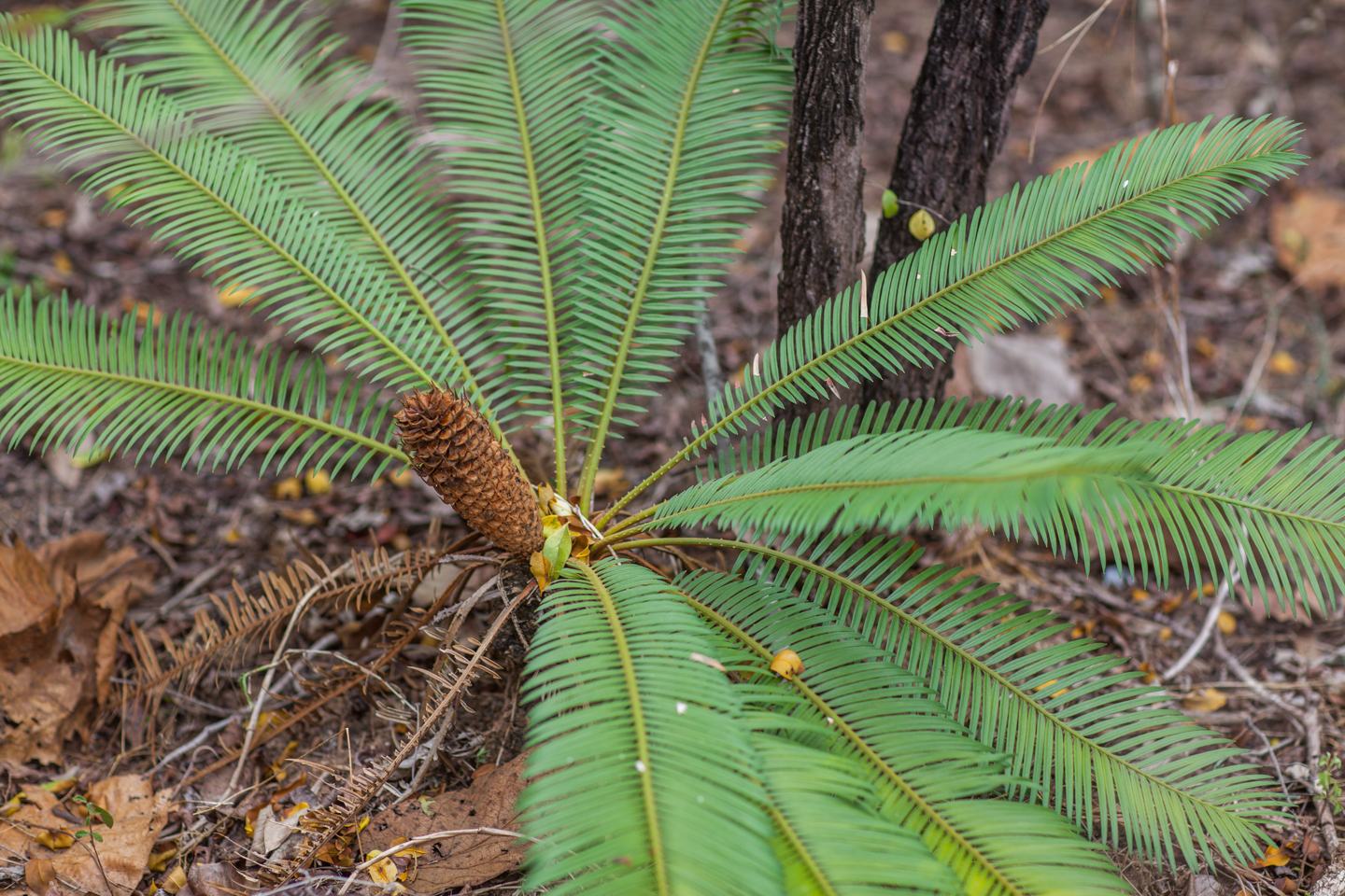 International Day for Biological Diversity EN 2