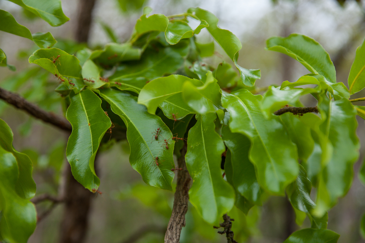 International Day for Biological Diversity EN 7