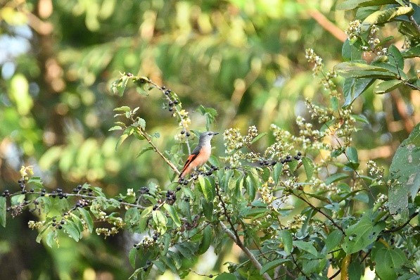 International Day for Biological Diversity EN 10
