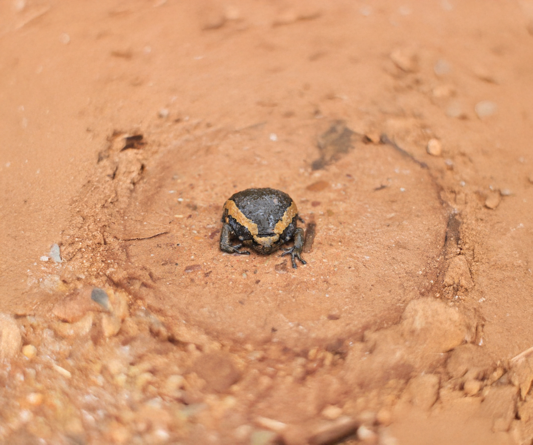 International Day for Biological Diversity EN 6