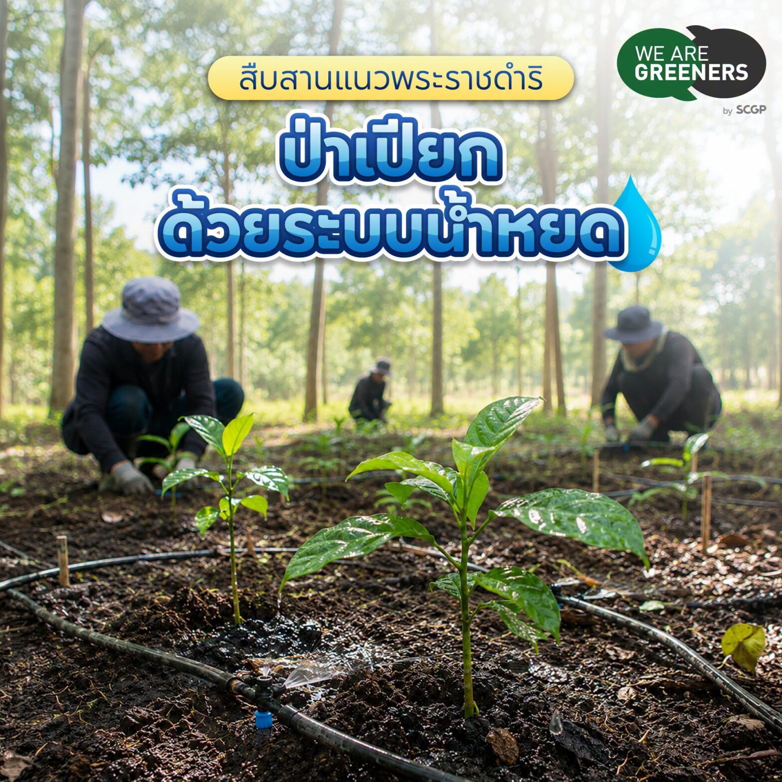 ป่าเปียกระบบน้ำหยด